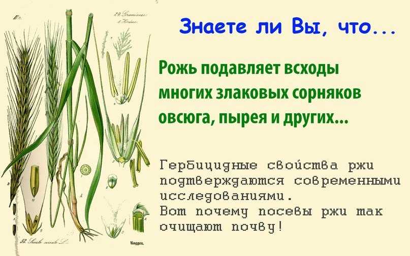 Рожь как сидерат — когда сеять и заделывать в почву