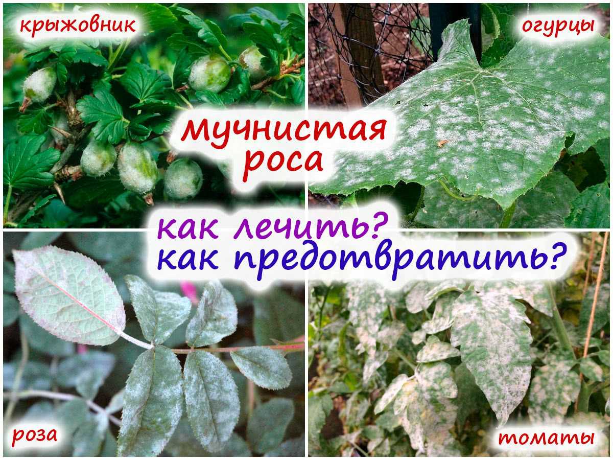 Спасаем дуб от мучнистой росы: план действия