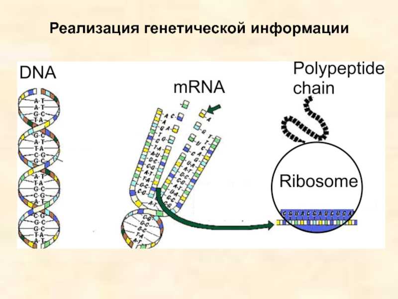 Биология
