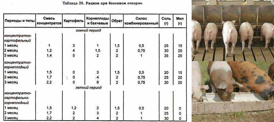 Поросята сосуны: кормление от 1 месяца отъемышей