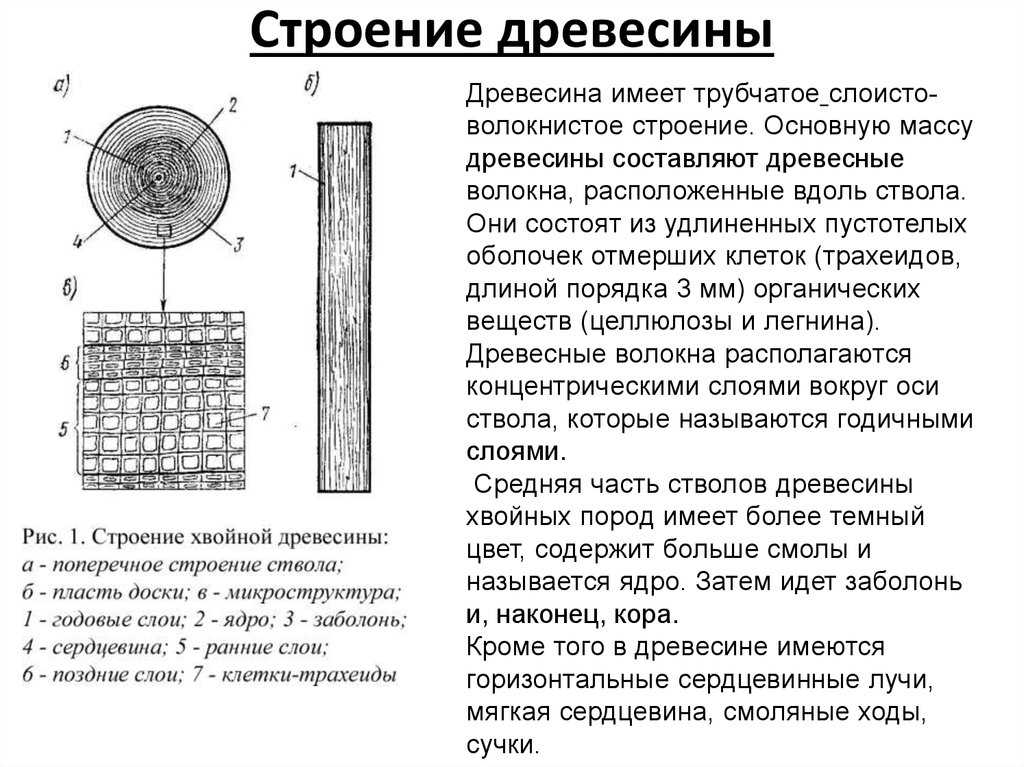Строение дерева и древесины