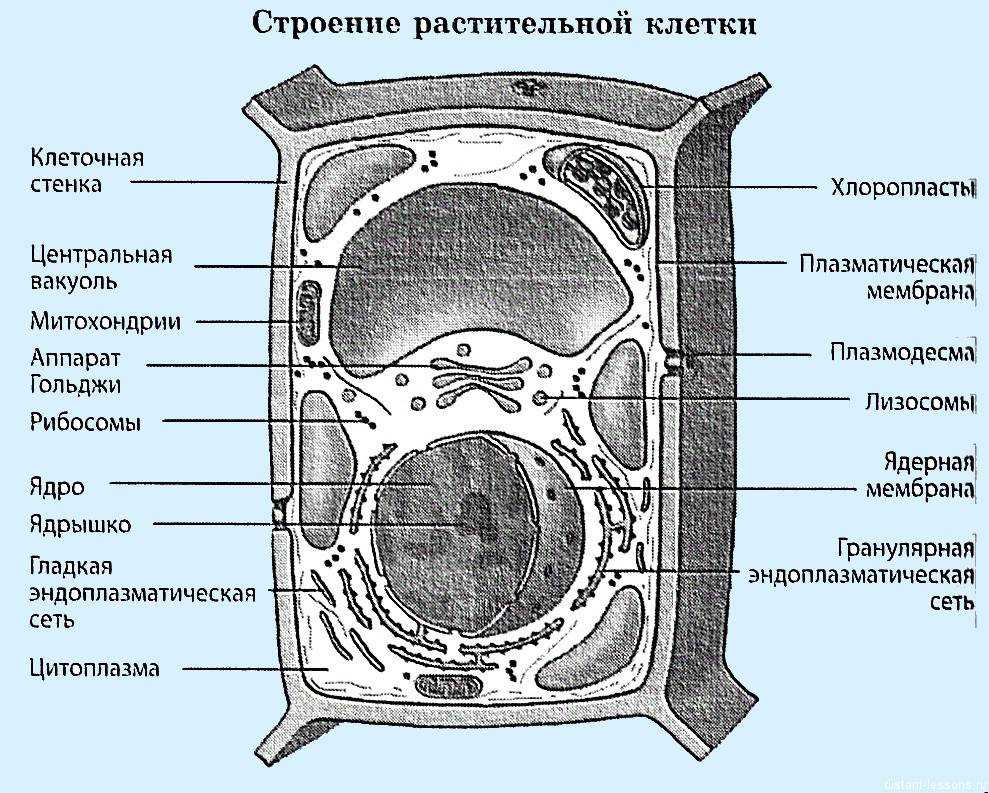 Растительная клетка и ее строение | частная школа. 6 класс