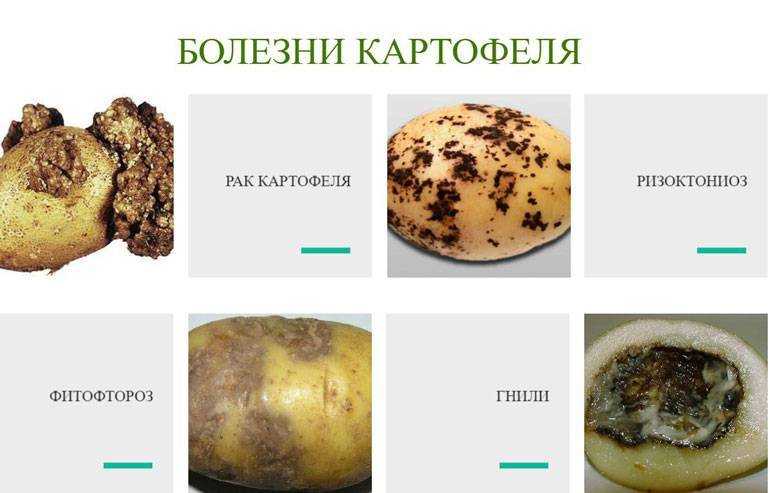 Альтернариоз картофеля: фото, описание и лечение болезни