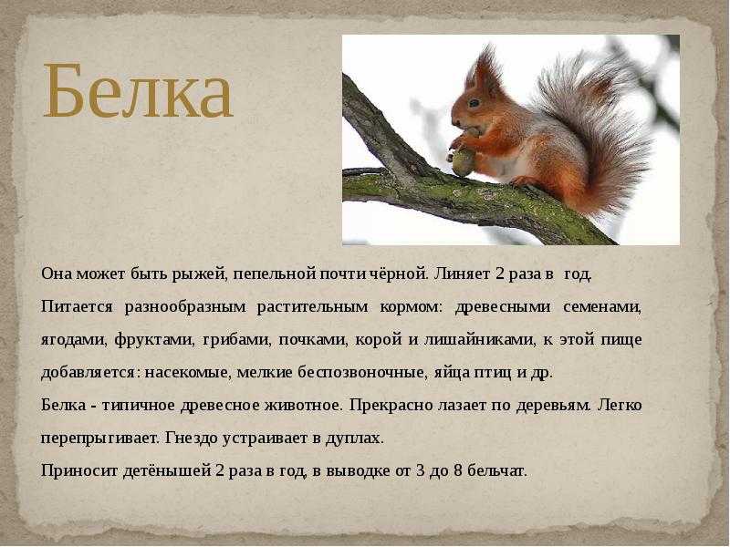Бонитировка — база данных русских охотничьих спаниелей