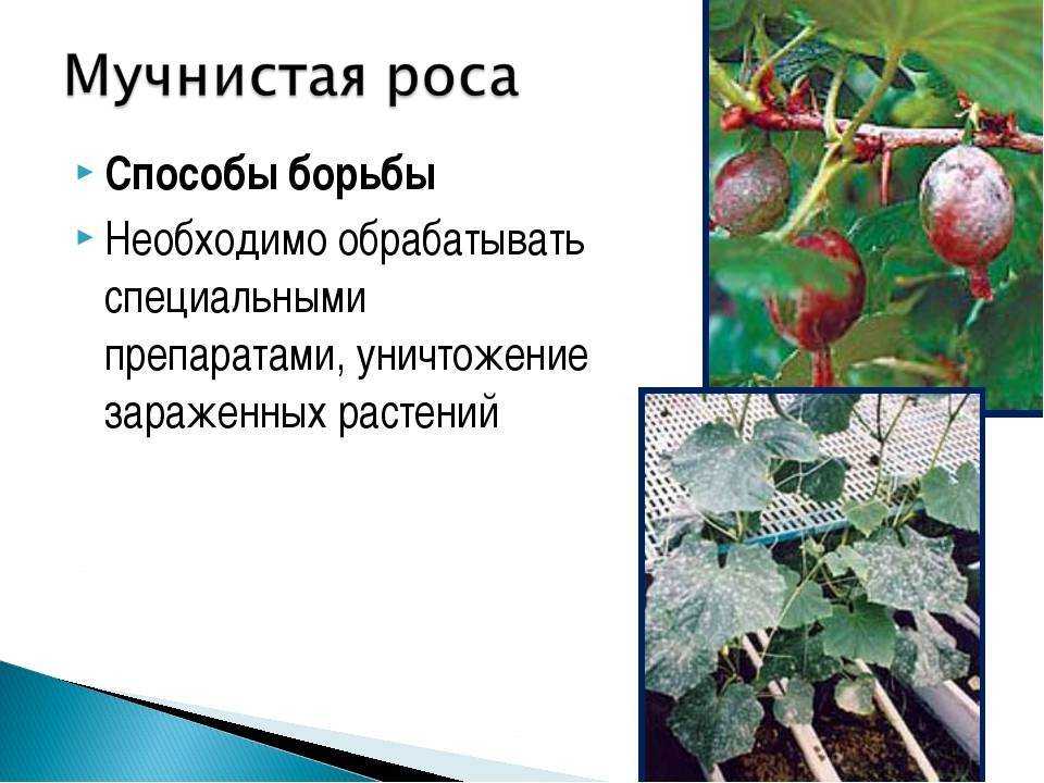Болезни и вредители дуба: проблемы и решения