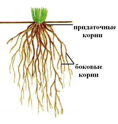 Тип корневой системы пшеницы: особенности и классификация
