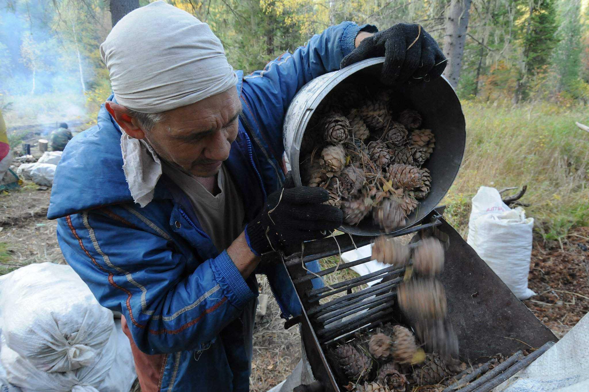 Как зарабатывать на кедровых шишках по 150 тысяч рублей в месяц и более - ваш личный помощник в мире финансов