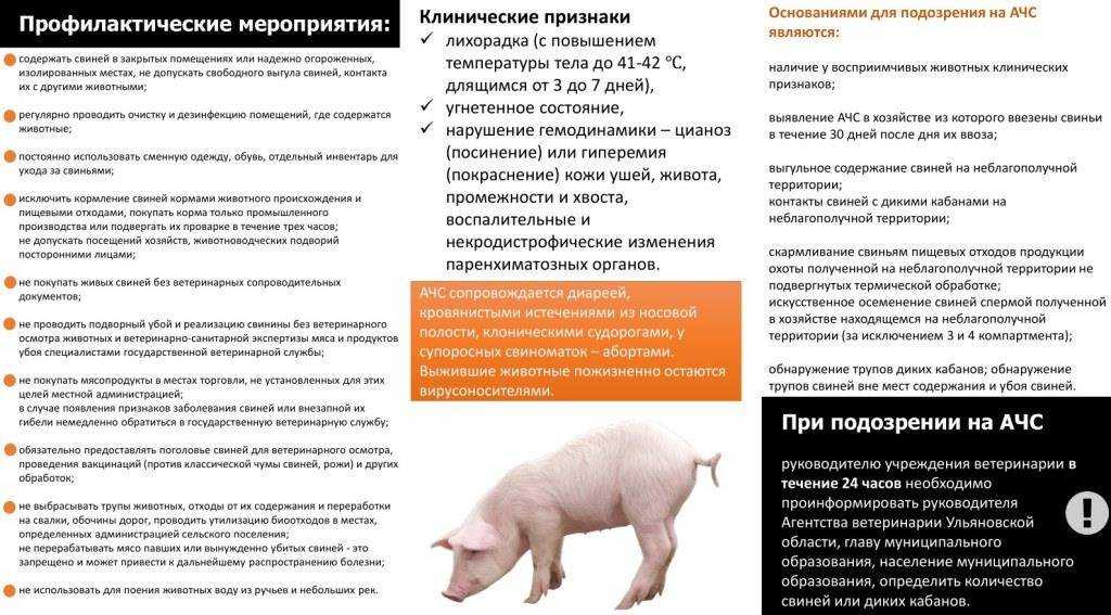 Эзофагостомоз свиней в хозяйствах разного типа и усовершенствование мер борьбы с инвазией