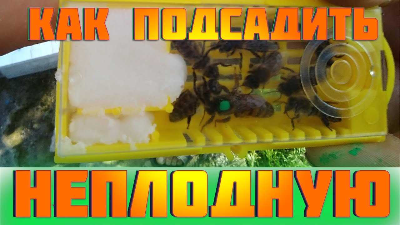 Основные принципы и методы искусственного размножения пчелиных семей (часть 8)