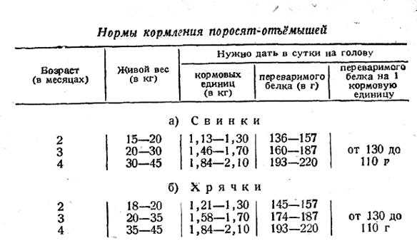 Племенное свиноводство