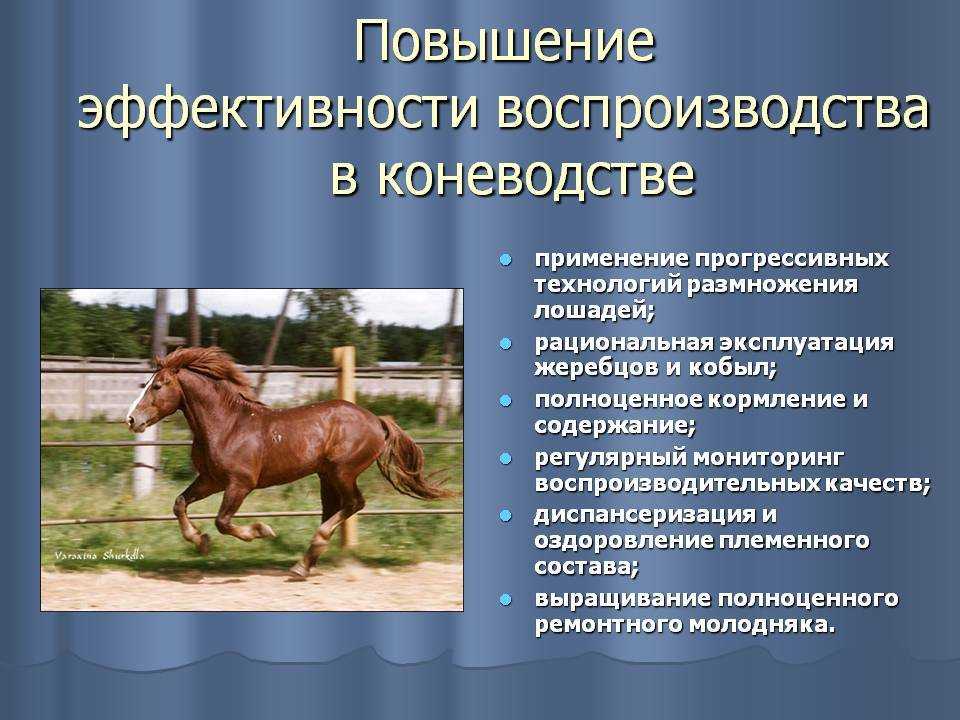 ᐉ лошадь тяжеловоз - незаменимых помощник на ферме - zooon.ru