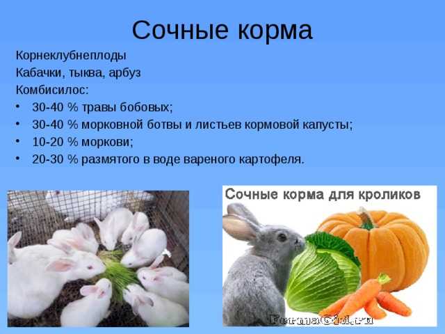 Сочные корма. всё о кроликах: разведение, содержание, уход. практическое руководство