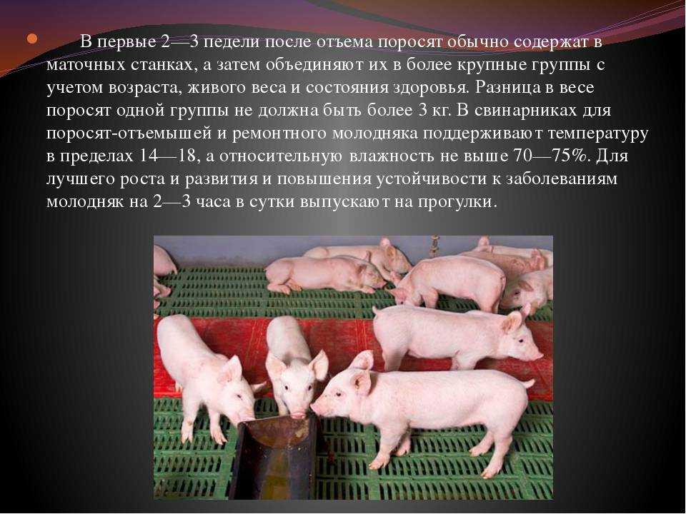 Технология воспроизводства свиней