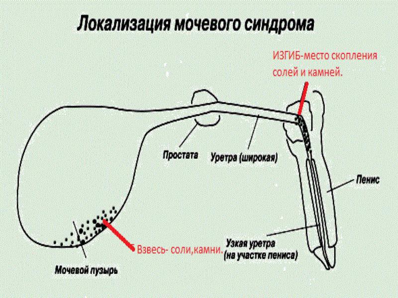 Цистотомия у кошек. контрольная работа. сельское хозяйство. 2015-04-28