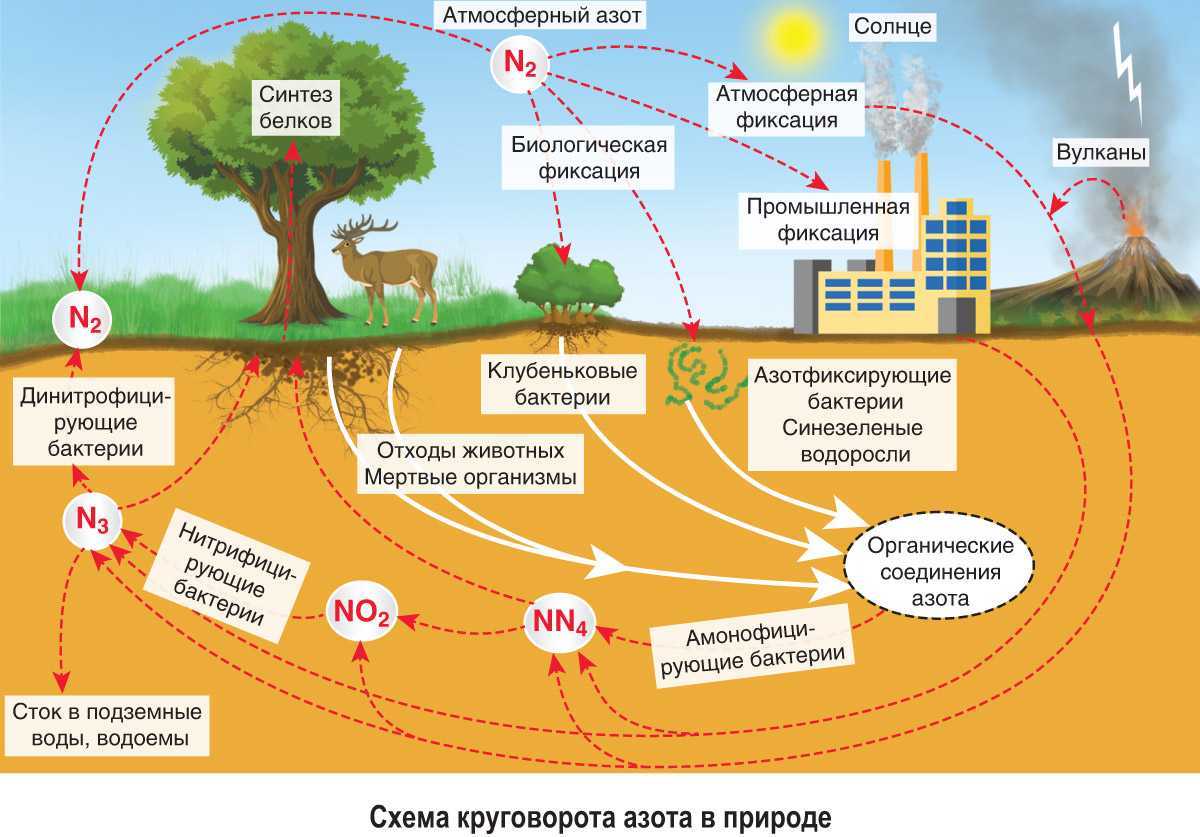 Круговорот веществ в биосфере: углерода, азота, воды, кислорода, фосфора, серы