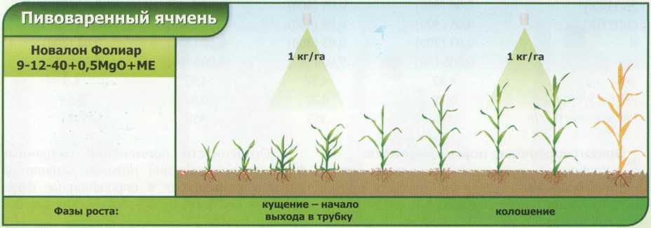 Фазы роста зерновых культур и их характеристика