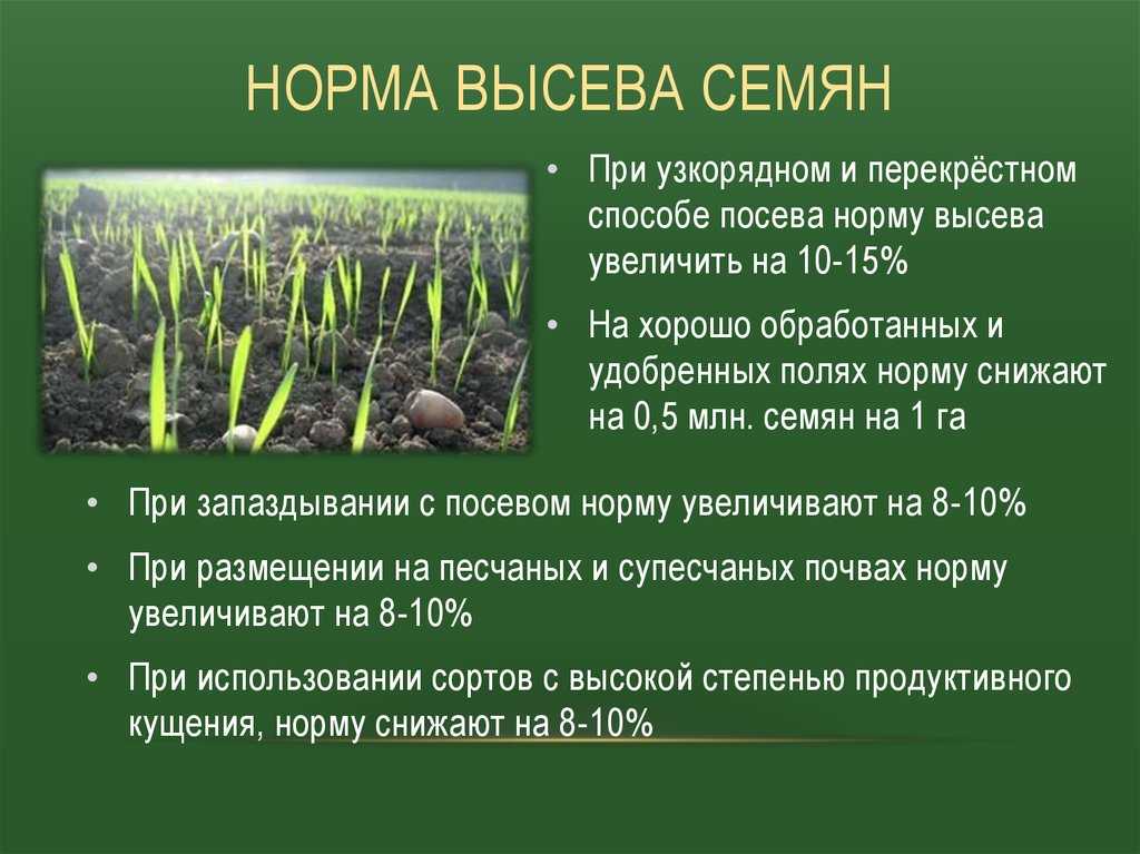 Посев озимой пшеницы: сроки, нормы, удобрения, подготовка и уход