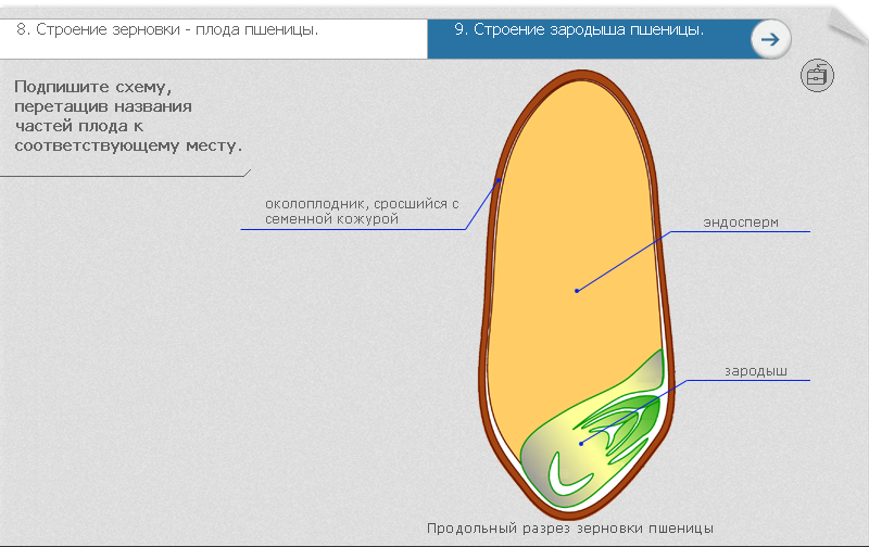Пшеница твердая | справочник пестициды.ru