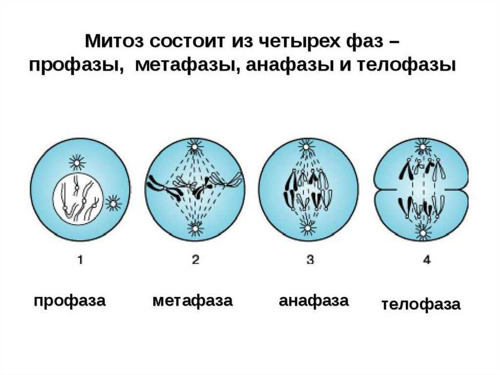 Биология. 11 класс