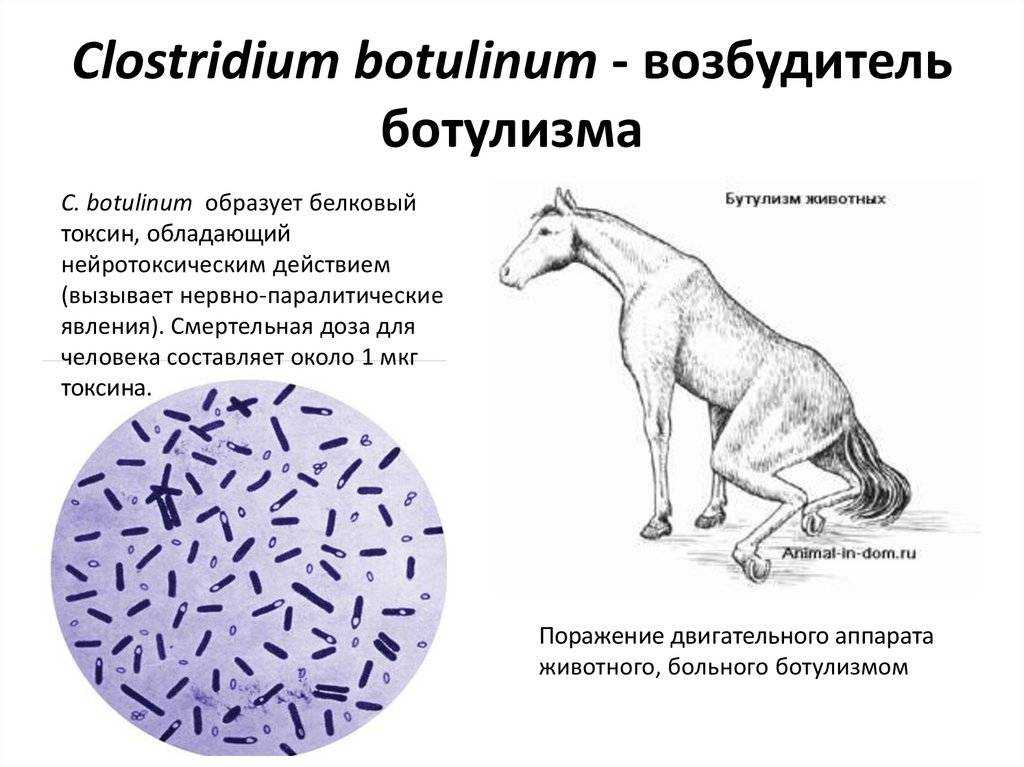 Онхоцеркоз у крупного рогатого скота и лошадей