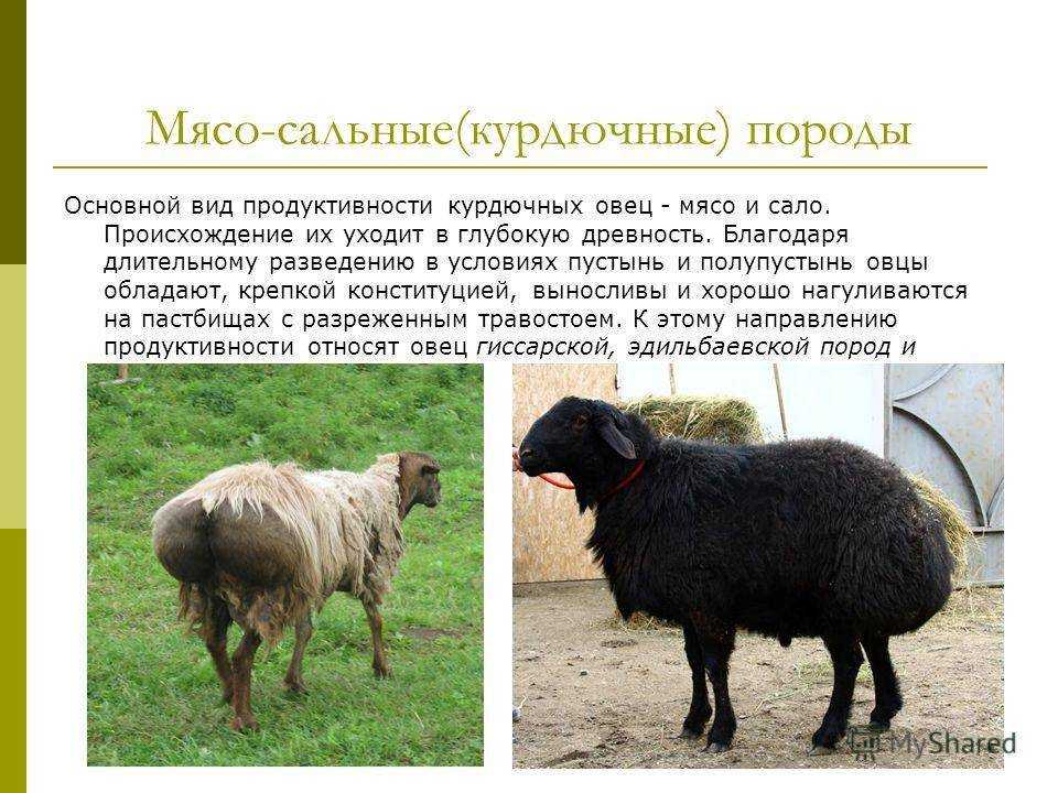 Классификация пород овец —