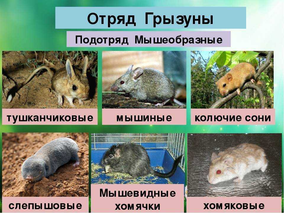 Отряд грызуны - представители млекопитающих грызунов, список с фото | семейство грызунов