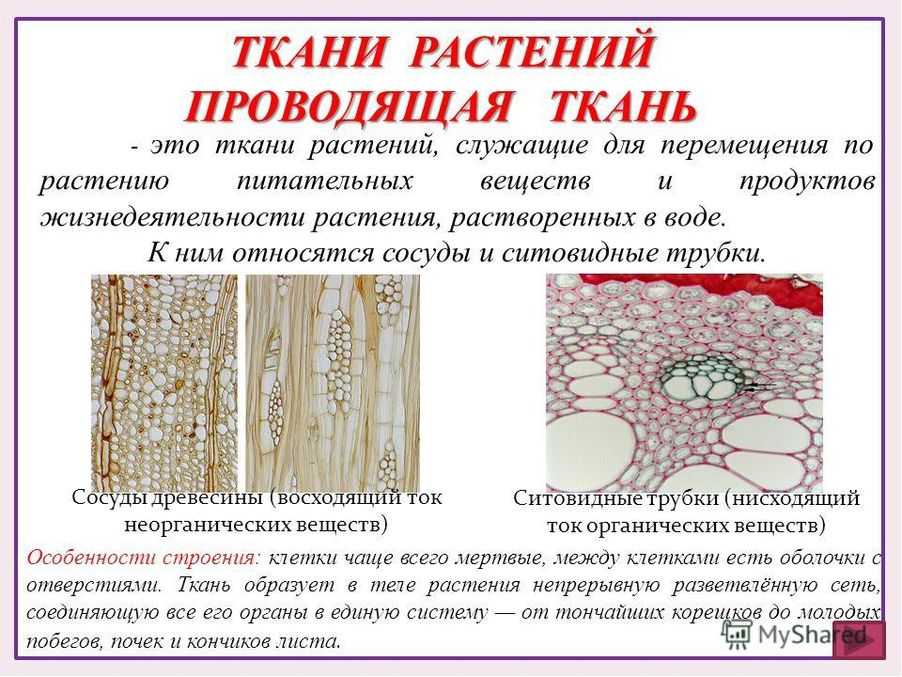Растительные ткани - bio-lessons
