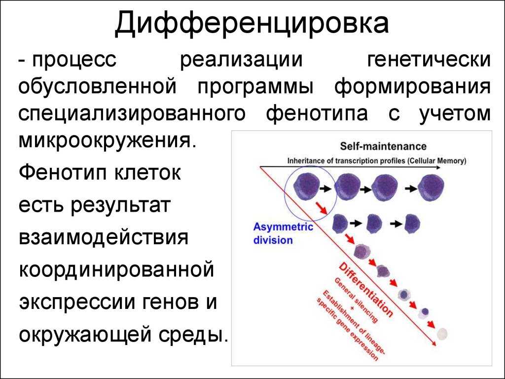 Дифференциация клеток. детерминация клеток. клеточная гибель. понятие о диффероне.
