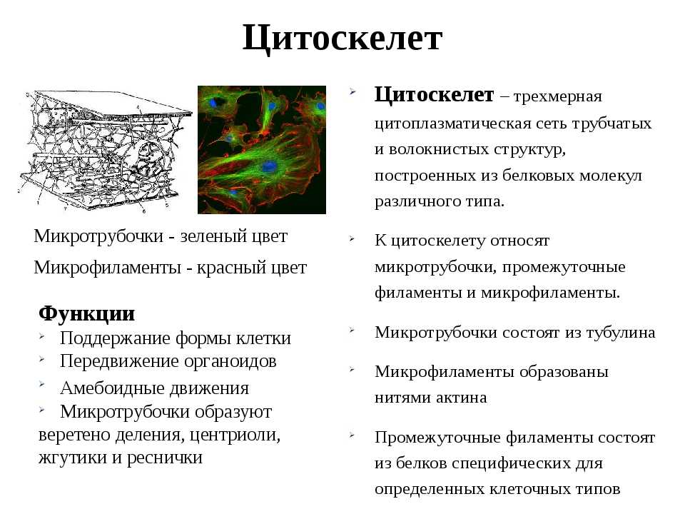 Клеточная теория: история, постулаты и авторы