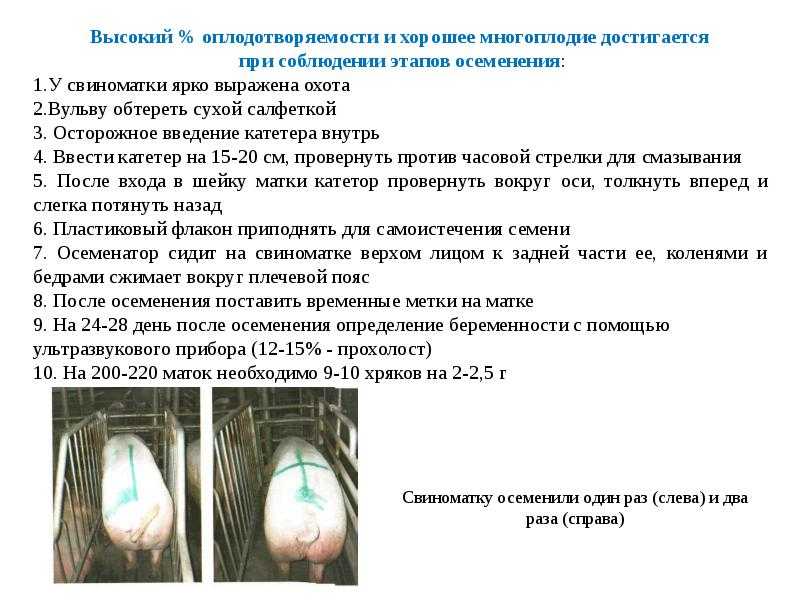 Искусственное осеменение свиней, как осеменить свинью без кабана