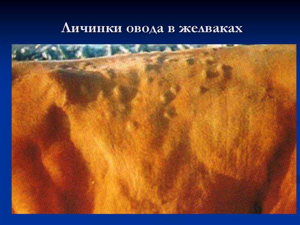 Способ лечения гельминтозов жвачных животных и лекарственное   средство для его осуществления