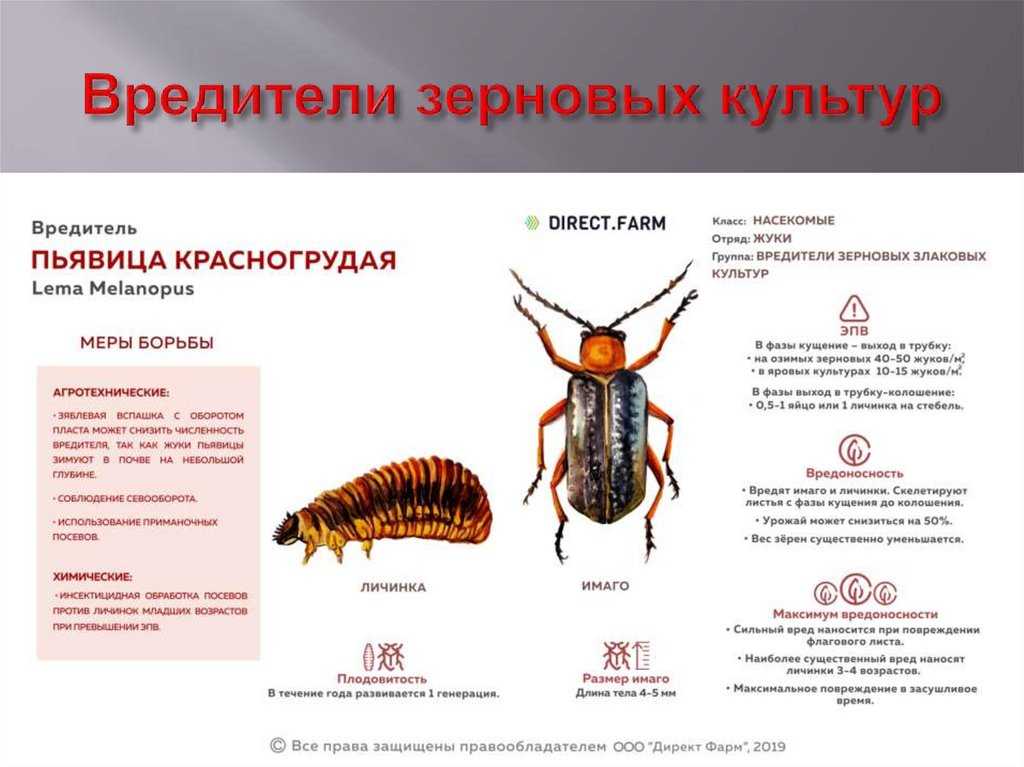 Полосатая хлебная блошка и другие вредители злаковых