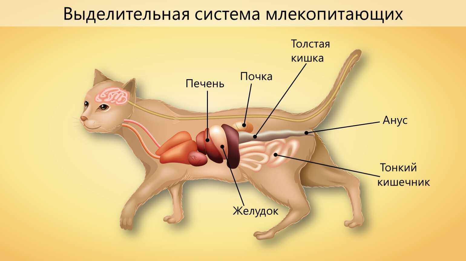 Половая система кошек и котов: строение органов