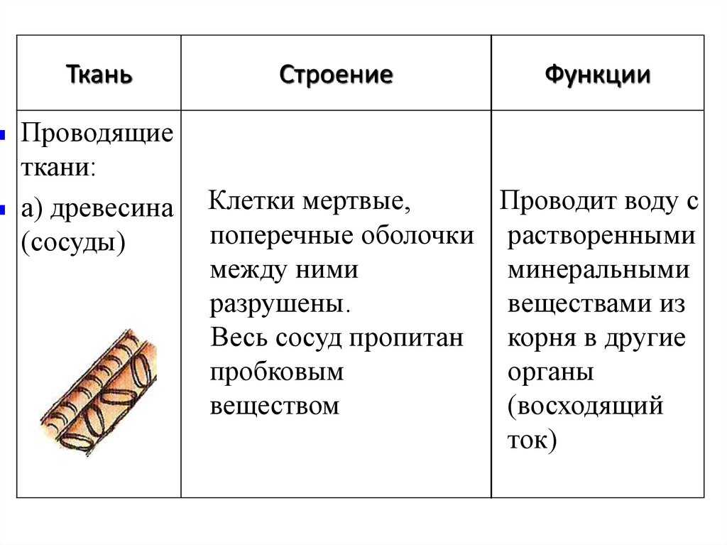 Ткани растений
