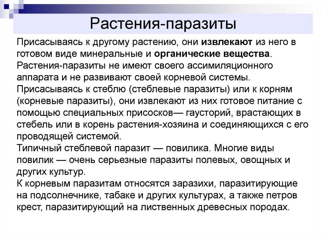 Описание растений паразитов: характеристика с фото и видео