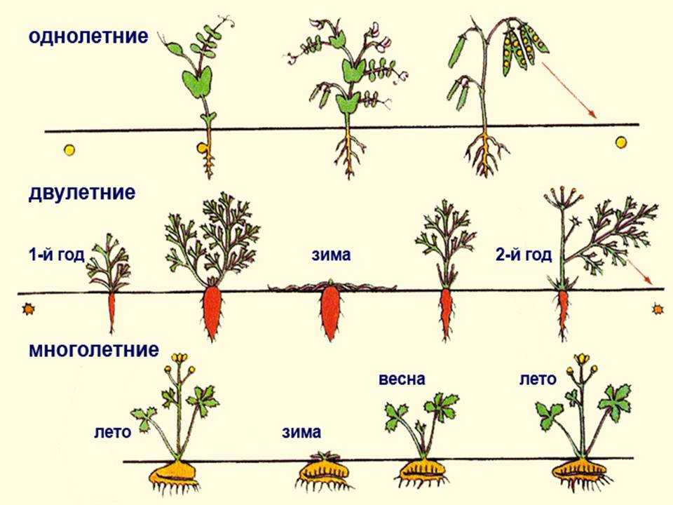 Семеноводство однолетних овощных культур