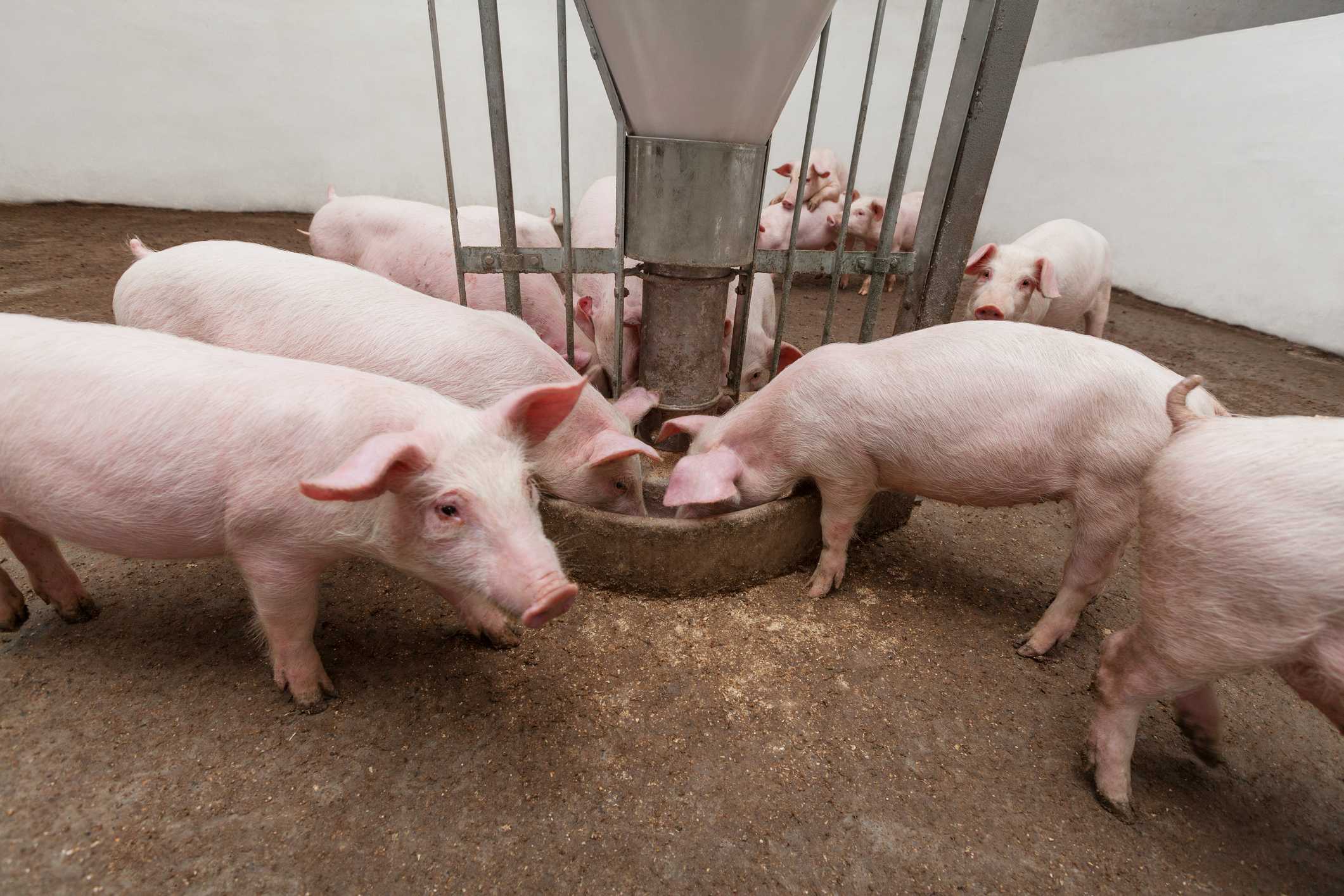Кормление свиней | основы кормления свиней
