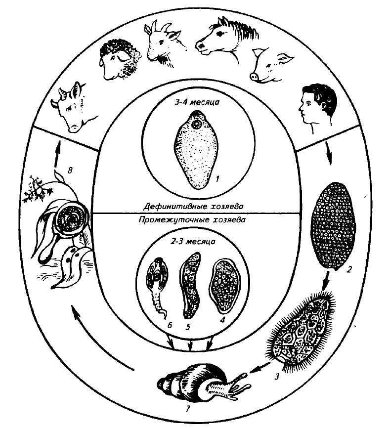 Дифференциальная диагностика трематодозов жвачных прижизненная посмертная
