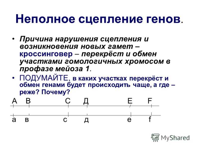 Законы моргана: сцепленное наследование признаков - учительpro