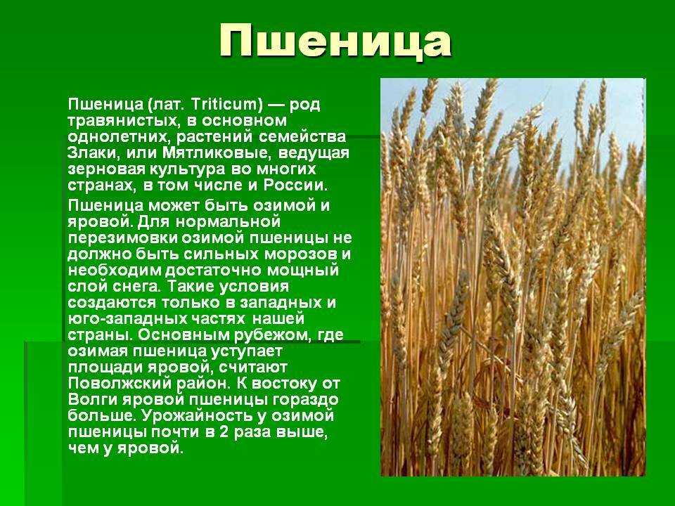 Овес: выращивание, характеристика, сроки посева, удобрения, районы возделывания
