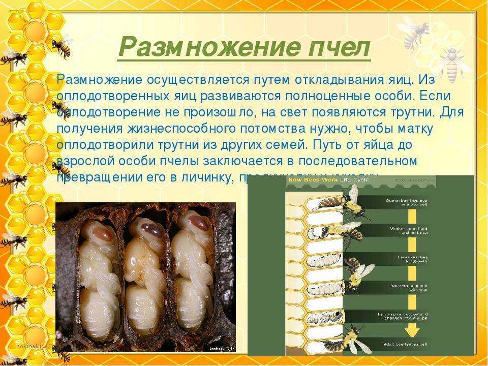 Стадии развития пчел по дням от яйца до взрослой особи