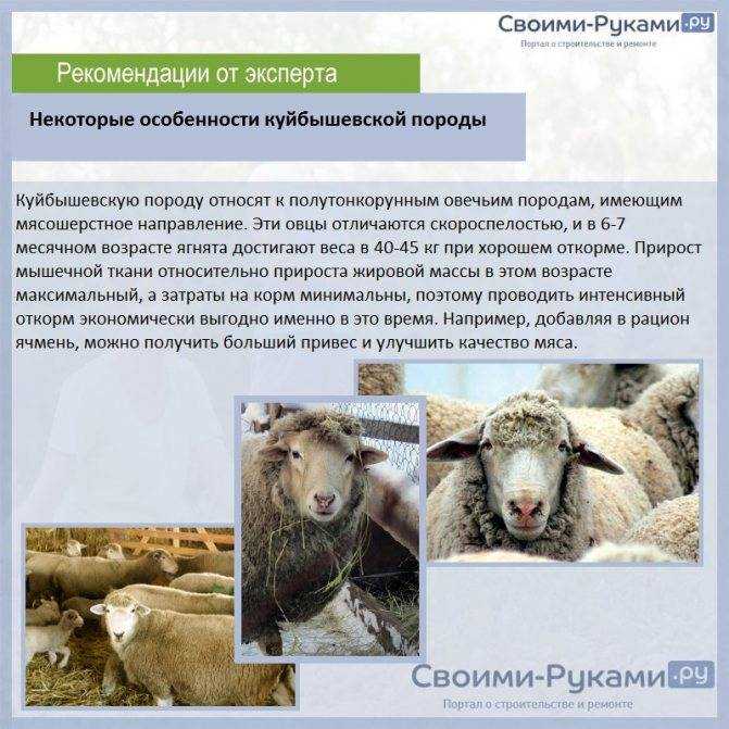 Основные правила кормления овец и баранов зимой: рекомендации по составлению рациона