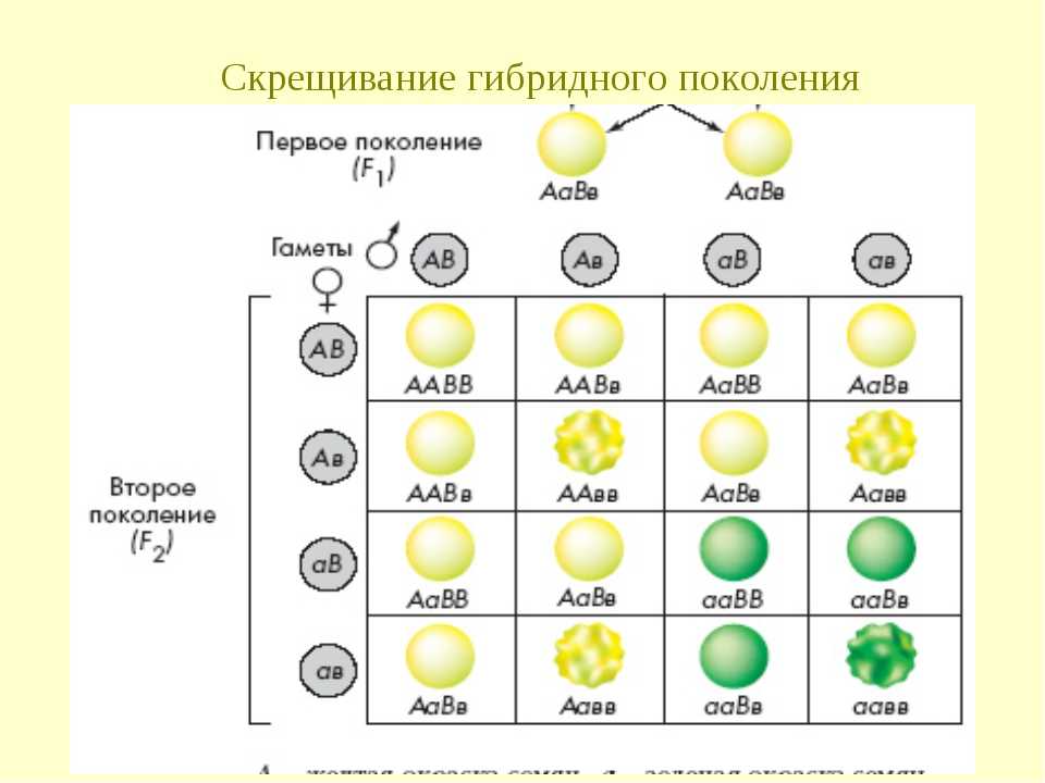 Cоздание сортов и гибридов с учетом запроса индустрии