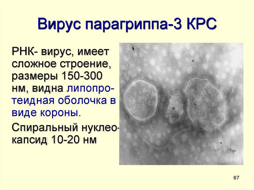 Парагрипп у животных