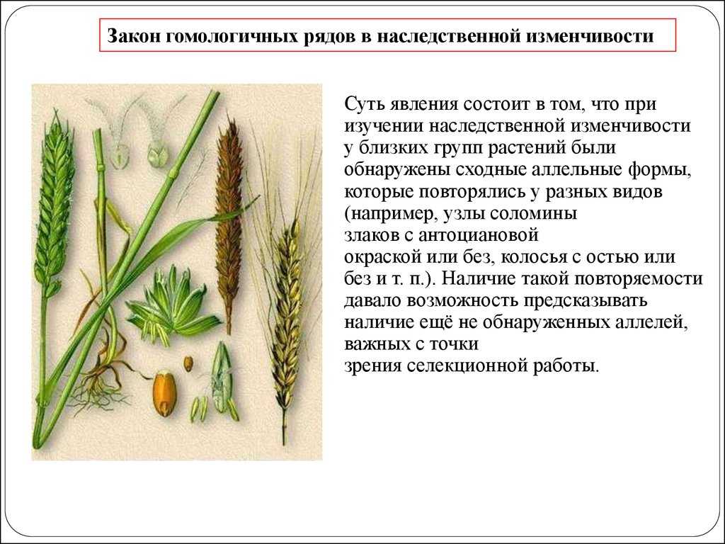 Презентация закон гомологических рядов в наследственной изменчивости  доклад, проект