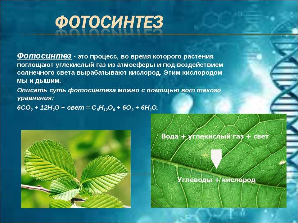 Фотосинтез