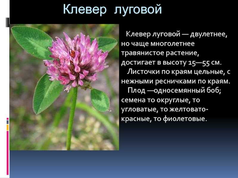 Природное сообщество луг в окружающем мире (3 класс): описание и определение, животные и растения
