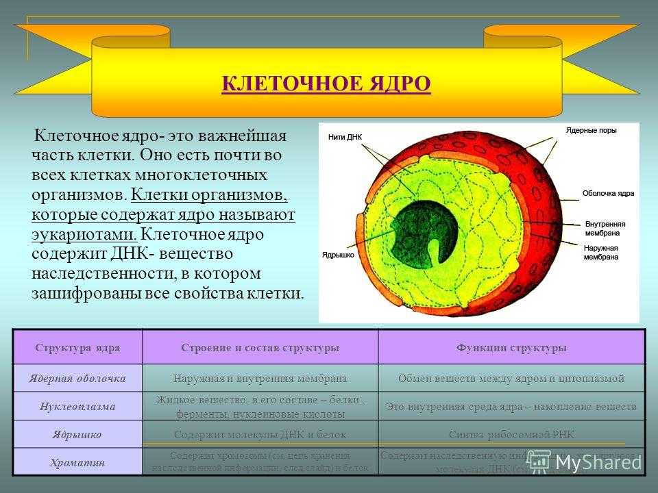 Цитологические основы наследственности презентация, доклад, проект