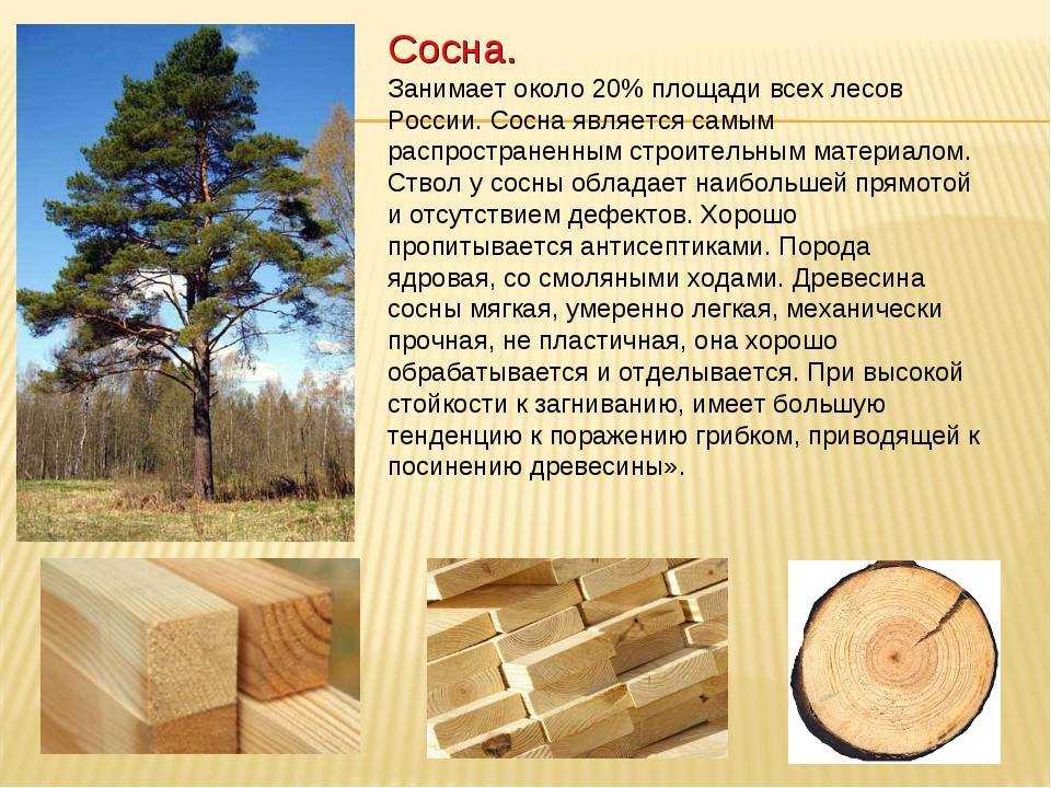 Сообщение на тему породы древесины осина