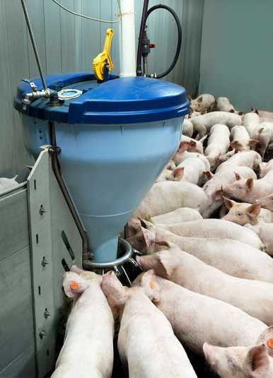 Современные системы кормления свиней – этапы разработки стратегии роста — агроxxi